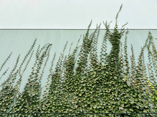 ivy growing on wall