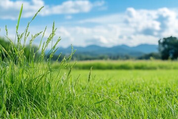 Fototapeta premium Lush Green Grass Against a Scenic Background of Mountains and Sky