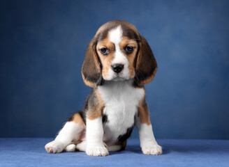 Cute little beagle puppy on blue background