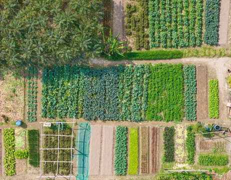Aerial View of an Organized Vegetable Garden