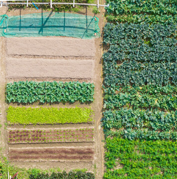 Aerial View of Organized Vegetable Garden with Crops