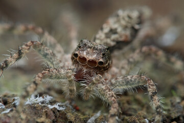 Tree jumping spider on the branch from top view