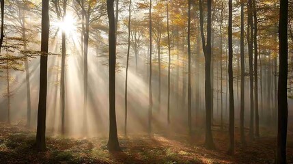 A hauntingly beautiful forest shrouded in thick, ethereal mist, with sunlight breaking through in golden rays