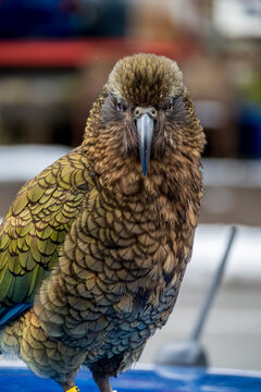 Kea bird