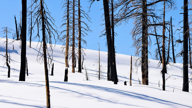 Burned Trees in Lake Tahoe