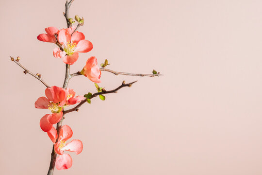 Single flowering Quince branch