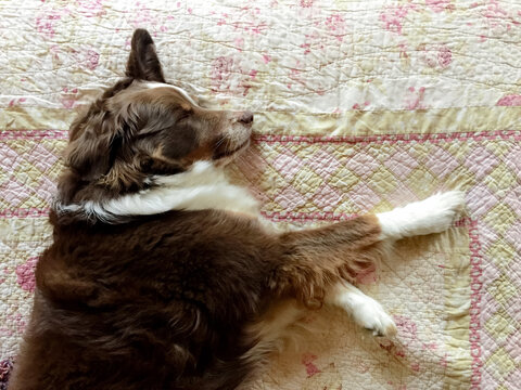 Cute brown and white dog sleeping on an old quilt with ear sticking up