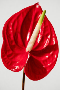 Red anthurium