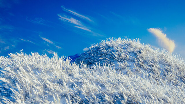 Snow-covered plants under a vibrant blue sky with clouds