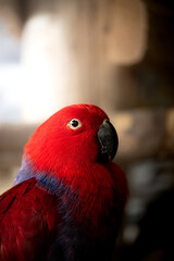 Spring-time wildlife