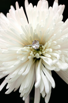Flower still