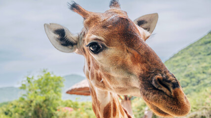 close-up of the head of a curious giraffe looking at the camera