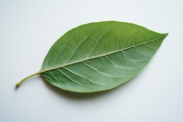 Obraz premium A single green leaf lies on a bright white background