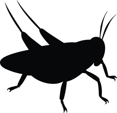 black grasshopper silhouette on white background clip art preview