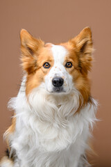 portrait border collie on colored background
