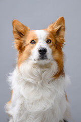 portrait border collie on colored background