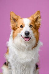 portrait border collie on colored background