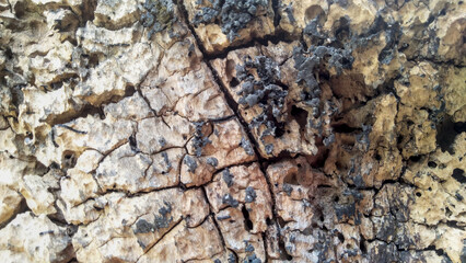Rough termite mound on tree, cracked surface, nature, macro shot