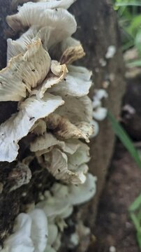 Gnats or kelulut, small insects that resemble flies, swarming in wood mold