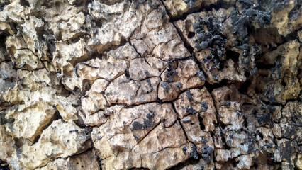 Tree trunk with termite mound, earthy texture, rough, background