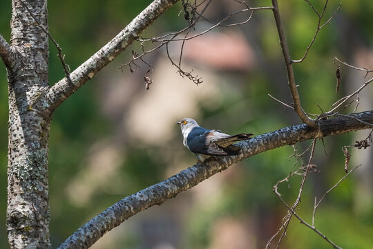 The Common Cuckoo is a migratory bird known for its distinctive call and brood parasitism, laying eggs in other birds' nests across Europe and Asia.