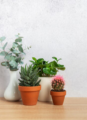 Eucalyptus branches, succulents, and cactus plants creating a cozy home atmosphere