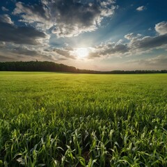 corn field at sunset