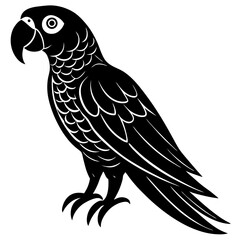black and yellow macaw