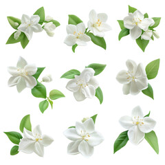 Obraz premium A beautiful collection of jasmine flowers arranged artfully against a transparent background showcasing their delicate petals and vibrant green leaves, jasmine flowers isolated on transparent