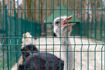 an angry ostrich behind bars. an ostrich's snout biting the bars