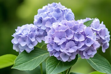 Close-up of purple hydrangeas blooming in a garden