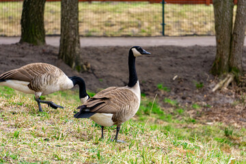 Canada Goose (Branta canadensis) – a species of large bird in the goose subfamily (Anserinae). wild birds on the shore of a lake in early spring.