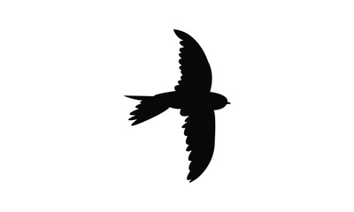 Flying African palm swift bird Silhouette Design  And Vector Illustration. 