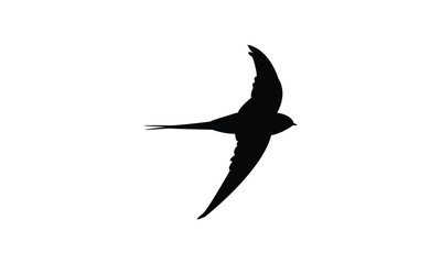 Flying African palm swift bird Silhouette Design  And Vector Illustration. 