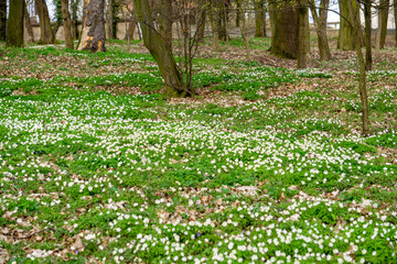 Anemone (Anemone L.) – a genus of plants from the buttercup family. carpets of natural spring...