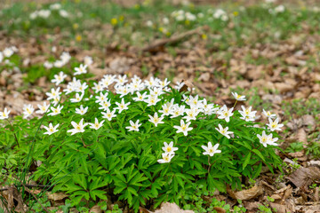 Anemone (Anemone L.) – a genus of plants from the buttercup family. carpets of natural spring flowers in the park. signs of spring in nature