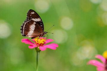 Closeup butterfly on flower (Common tiger butterfly)