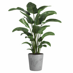 plant pot white background