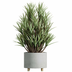 plant pot white background