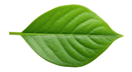 Isolated Green Leaf
