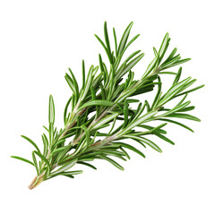 Fototapeta premium Fresh rosemary sprig isolated on a clean transparent background, showcasing its vivid green leaves and natural texture, Rosemary isolated on transparent background