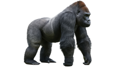 Isolated Gorilla