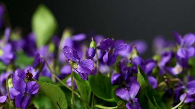 video of beautiful forest violets