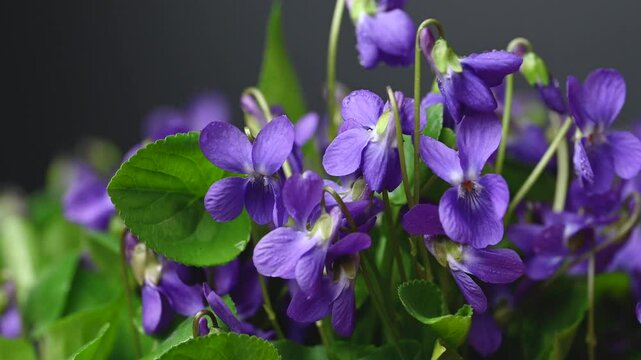 video of beautiful forest violets
