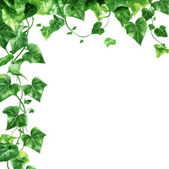 Obraz premium Decorative green ivy leaves border on a transparent background suitable for naturethemed designs, Feuille background PNG