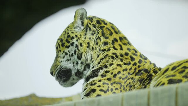 Jaguar is laying down on a fence. The fence is made of wood and is located in a snowy area