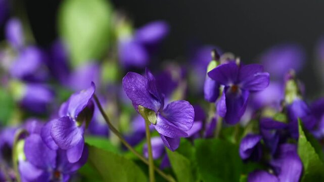 video of beautiful forest violets