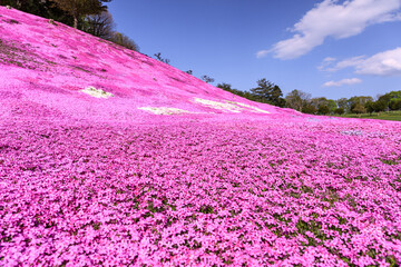 北海道遠軽町、 芝桜の甘い香りが漂う太陽の丘えんがる公園【5月】