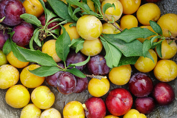 Vibrant pile of plums in hues of yellow, red, and purple with green leaves scattered
