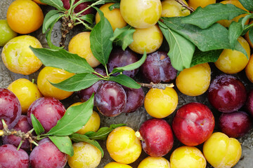 Vibrant pile of plums in hues of yellow, red, and purple with green leaves scattered
